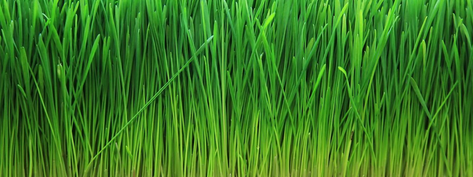 Hydroponic hay alternative 