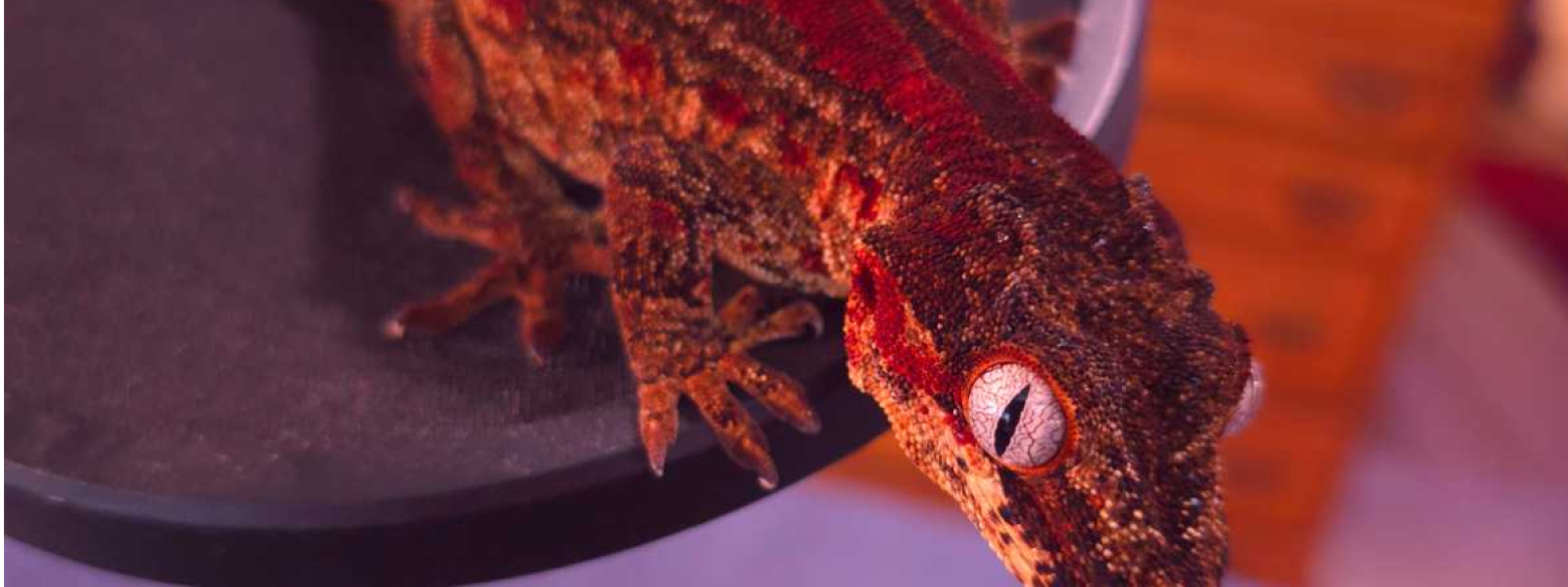 Dragonsofcasanova.com