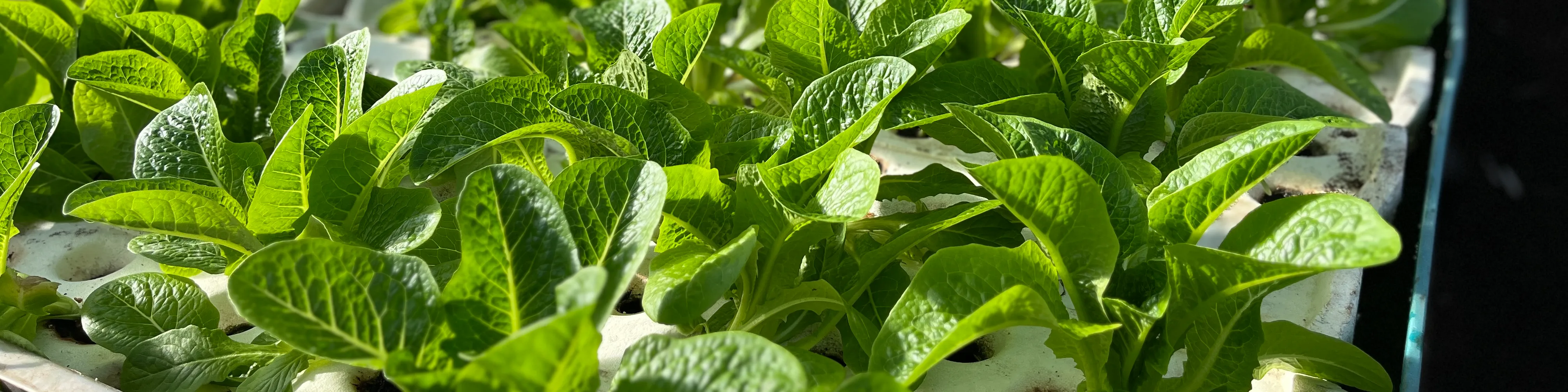 H2O Farms Seed Round