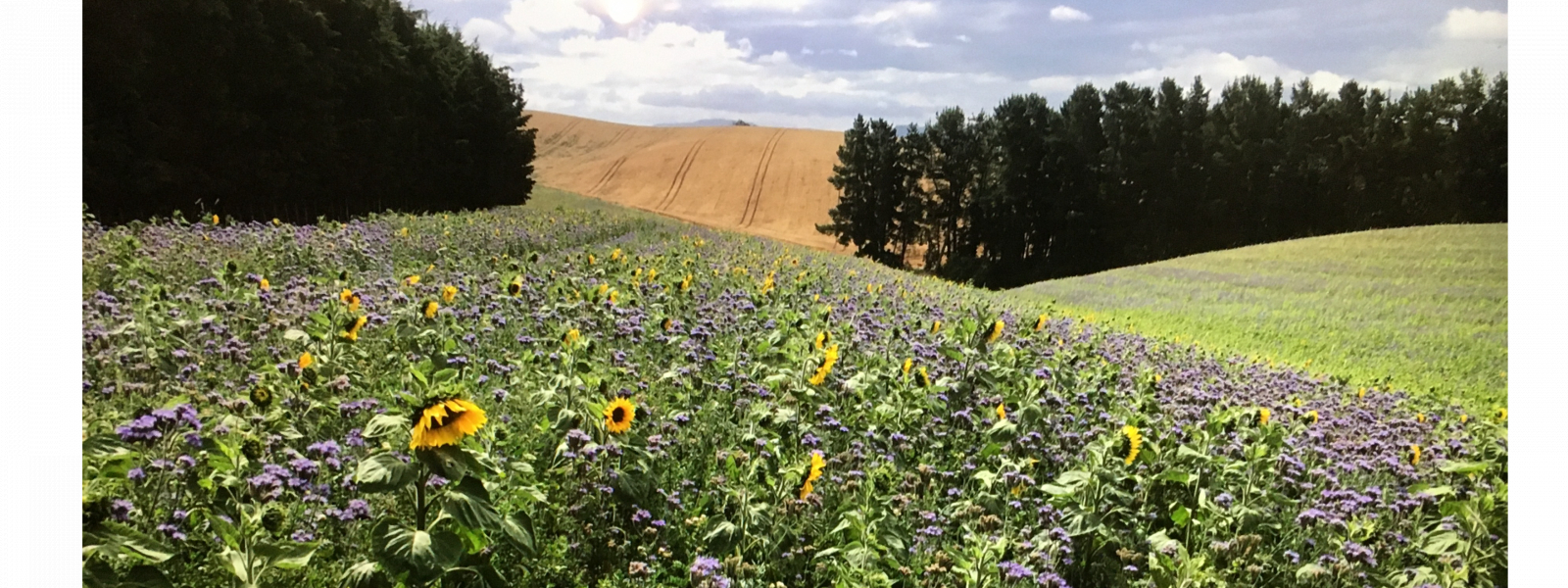 Climate Change Disruptor